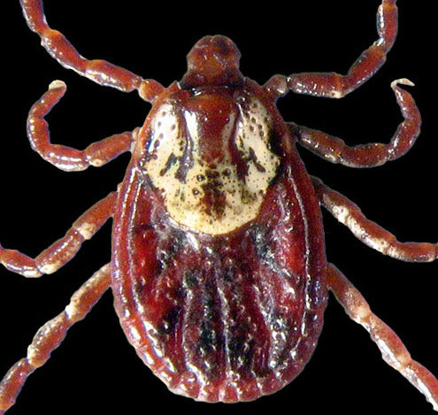 close view of the american dog tick adult female