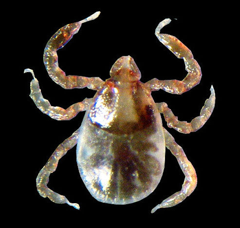 close view of the american dog tick larvae