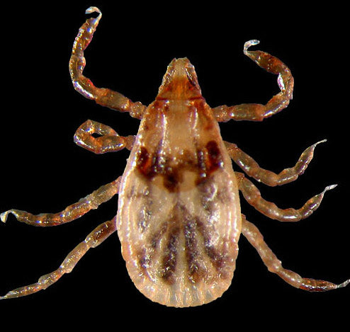 close view of the american dog tick nymph
