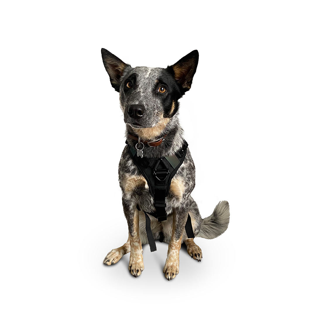 Front view of an Australian Cattle dog wearing the small ascension core harness in black