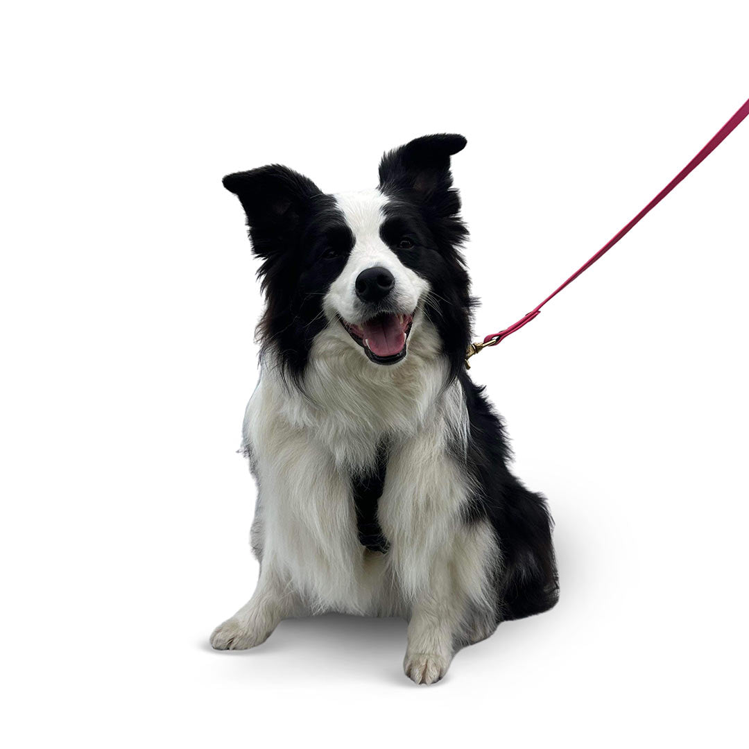  Front view of a Border Collie dog wearing the Small ascension extended harness in black