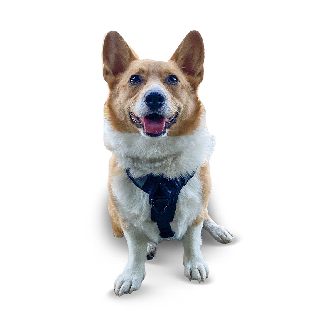Front view of a Corgi wearing the small ascension extended harness in black