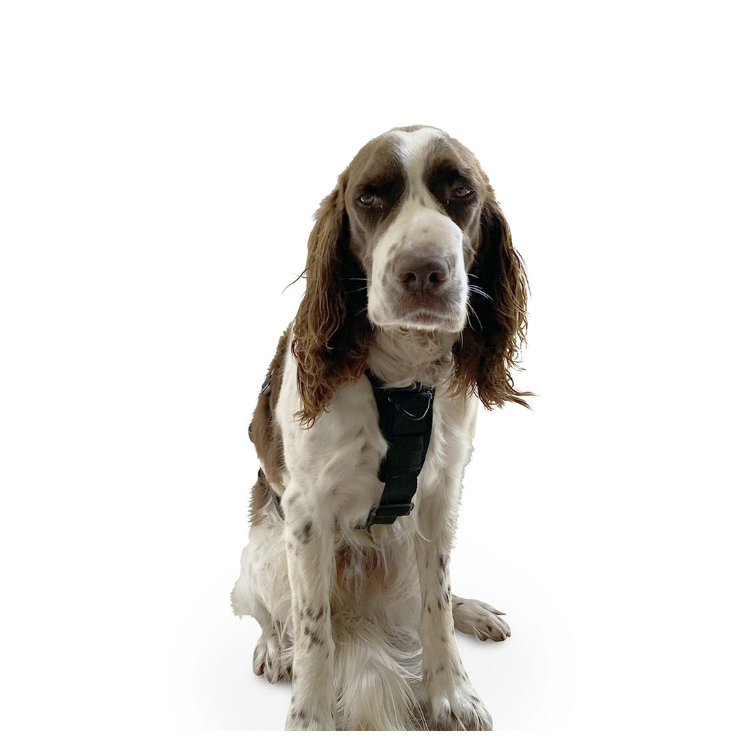 Front view of a French Spaniel dog wearing the ML Ascension extended harness in black