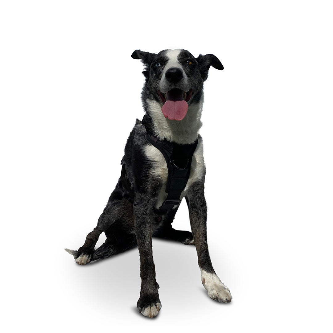 Front view of a German Koolie dog wearing the ML Ascension extended harness in black
