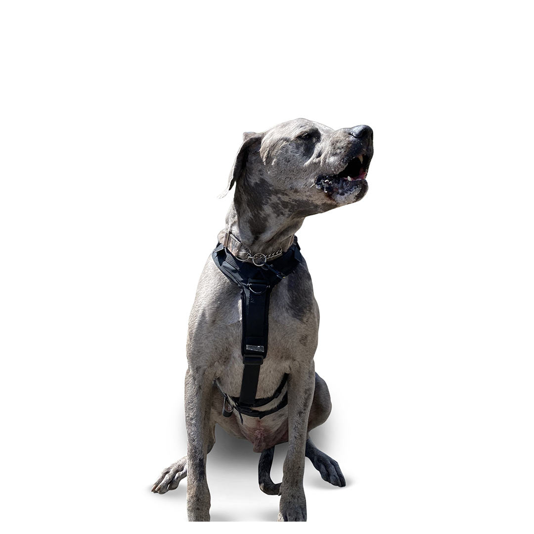 Front view of a Great Dane wearing the XL Ascension extended harness in black