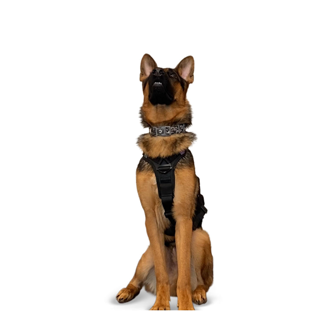 Front view of a GSD wearing the ML Ascension extended harness in black