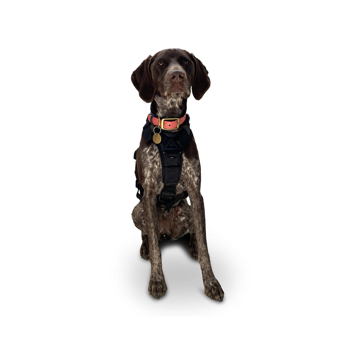 Front view of a GSP dog wearing the ML Ascension extended harness in black