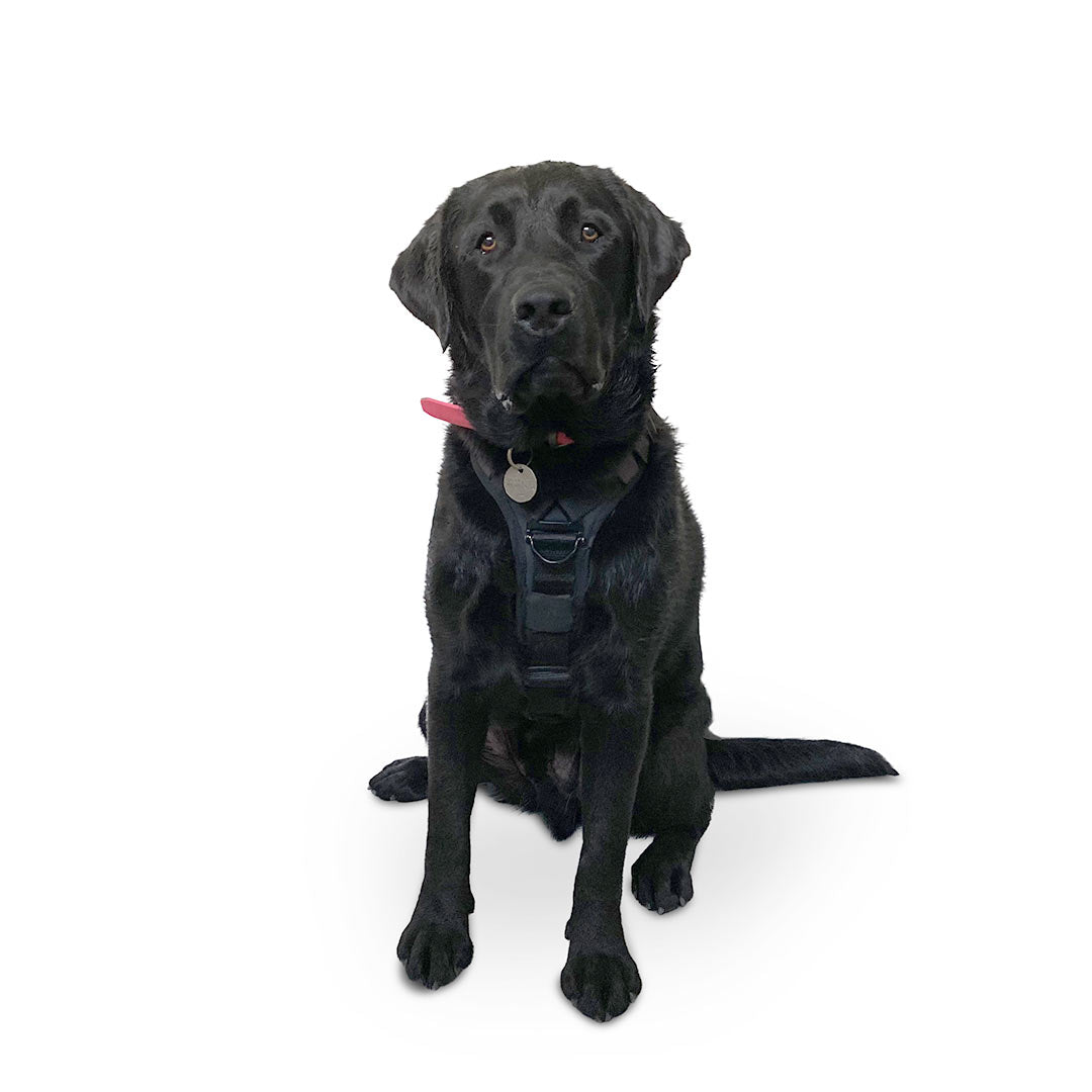 Front view of a Labrador Retriever wearing the ML Ascension extended harness in black
