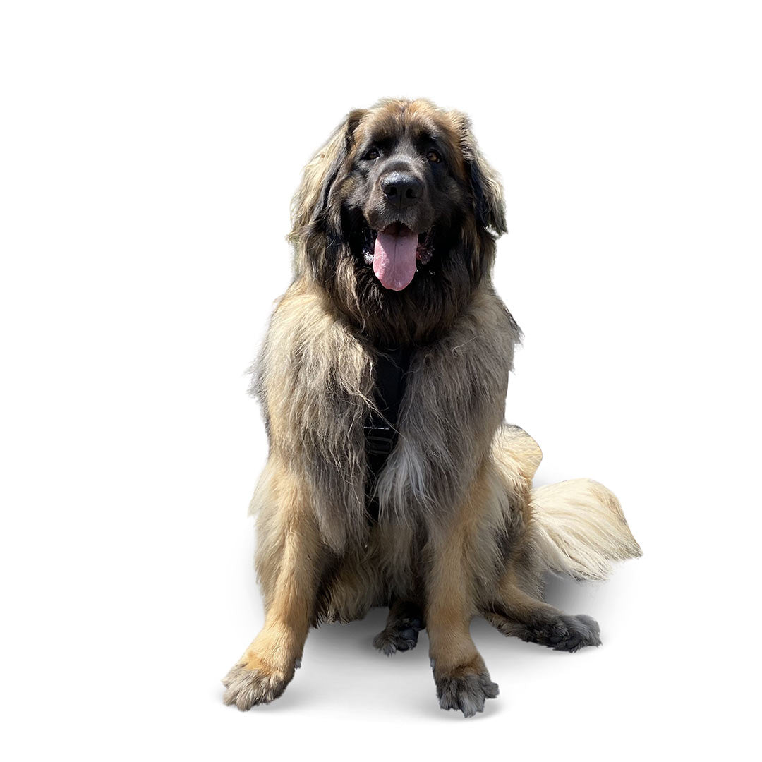 Front view of a Leonberger dog wearing the XL Ascension extended harness in black