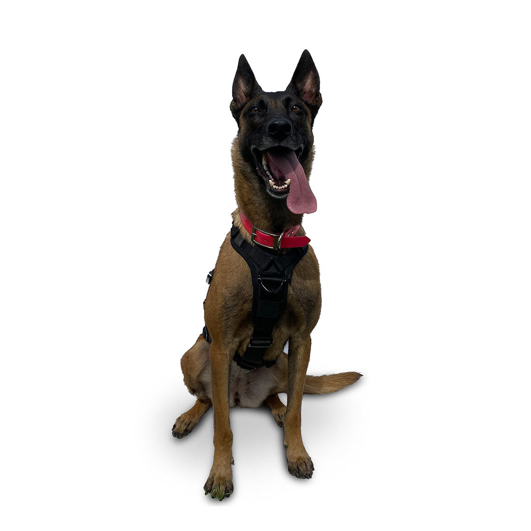 Front view of a Malinois wearing the ML Ascension extended harness in black