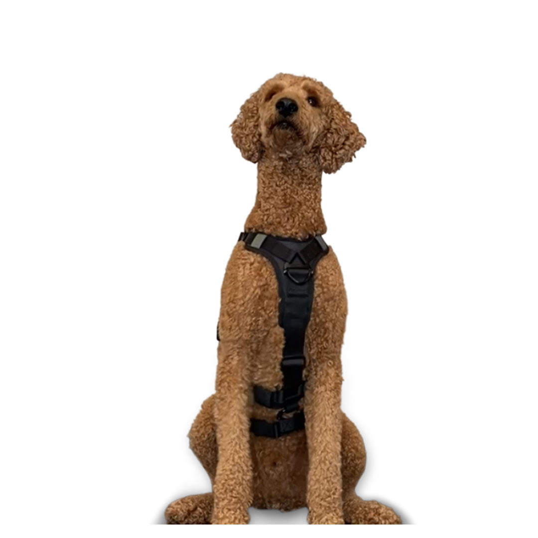 Front view of a Poodle wearing the ML Ascension extended harness in black