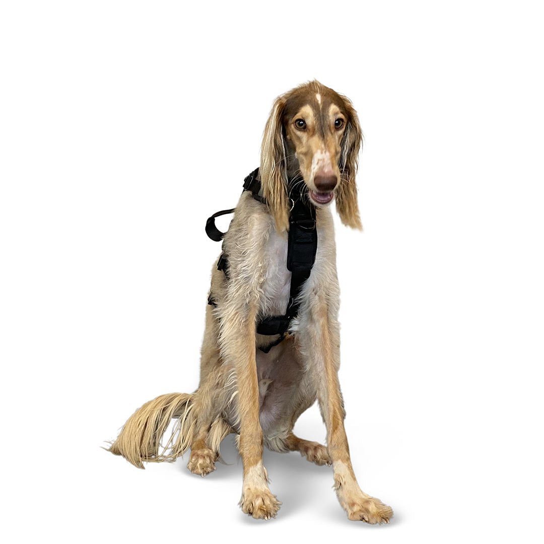 Front view of a Saluki dog wearing the ML Ascension extended harness in black