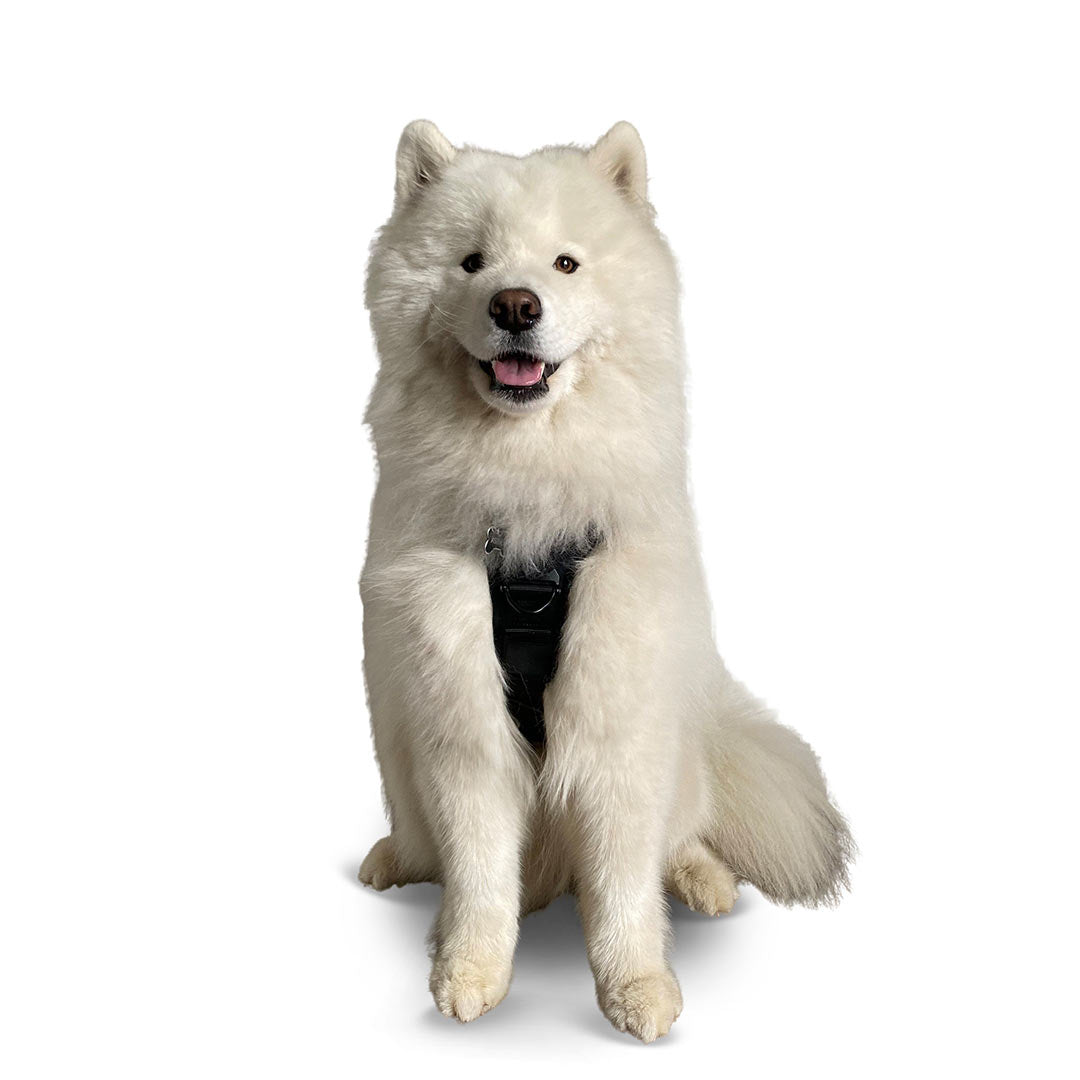 Front view of a Samoyed dog wearing the ML Ascension extended harness in black