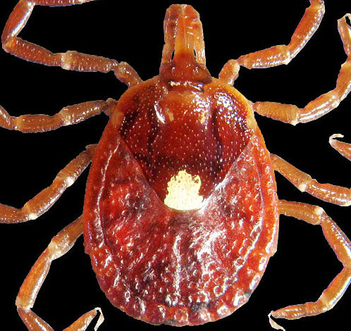 close view of the lone star tick adult female