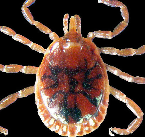 close view of the lone star tick adult male