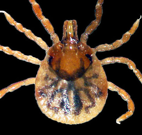 close view of the lone star tick nymph