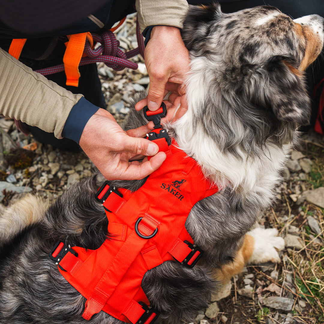 Close view of a man clipping the neck buckle of the Lander harness