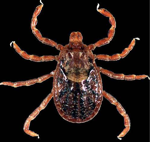 close view of the pacific coast tick female
