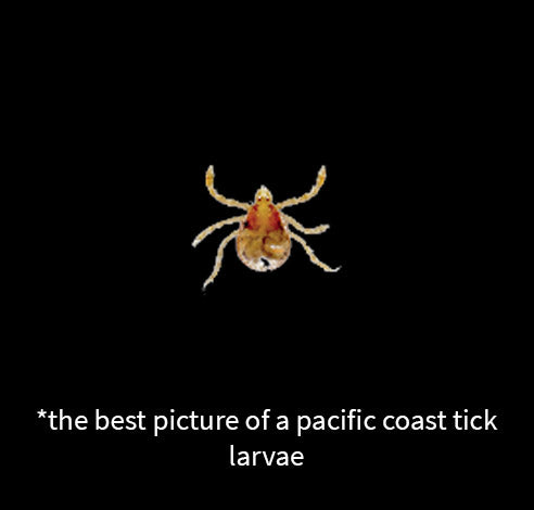 close view of the pacific coast tick larvae