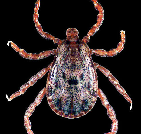 close view of the pacific coast tick male