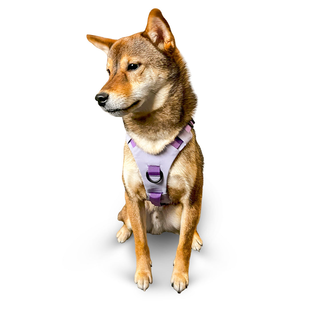 Front view of Shiba inu wearing the Muse harness in Lilas in size XS