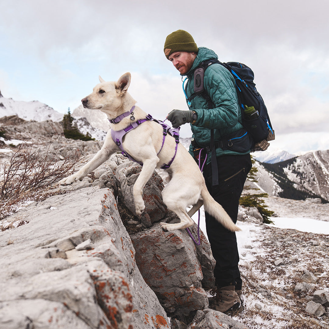 Man lifting his dog up a boulder with the top handle of the Muse harness