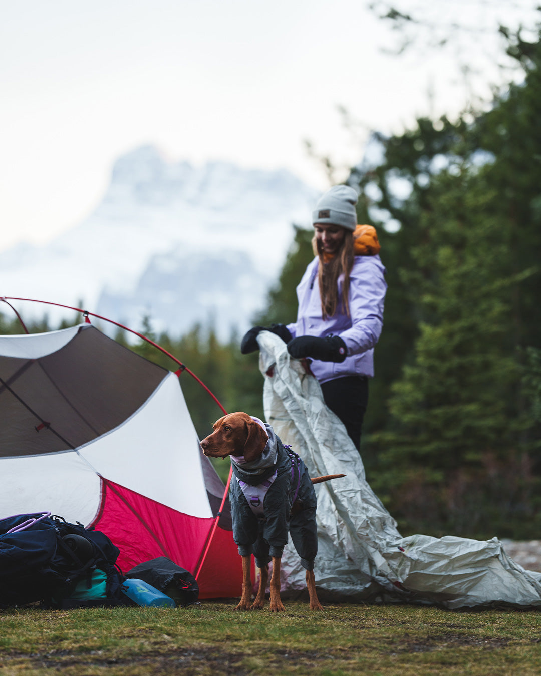 Woman setting up er tent with her Vizsla next to her. Her dog is wearing the Säker Muse harness in Lilas