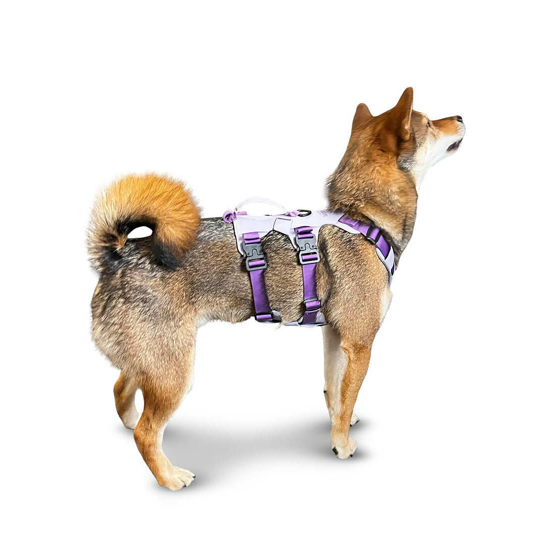 Side view of Shiba inu wearing the Muse harness in Lilas in size XS