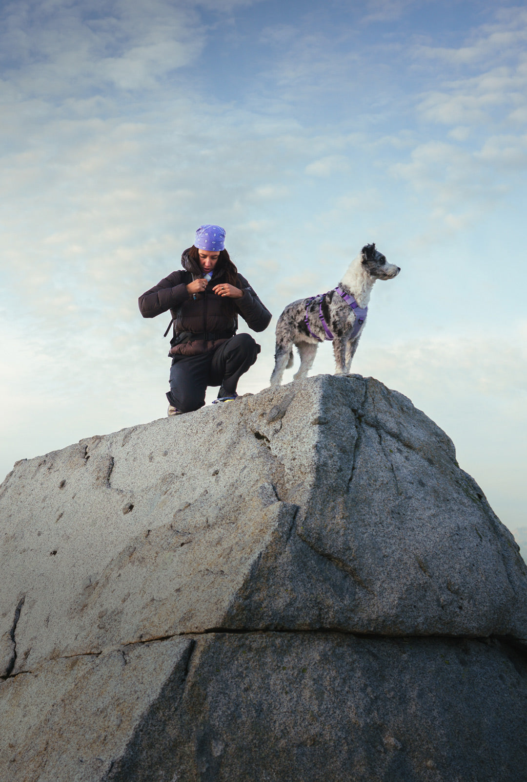 Dog standing on top of boulder wearing the Muse harness in Lilas
