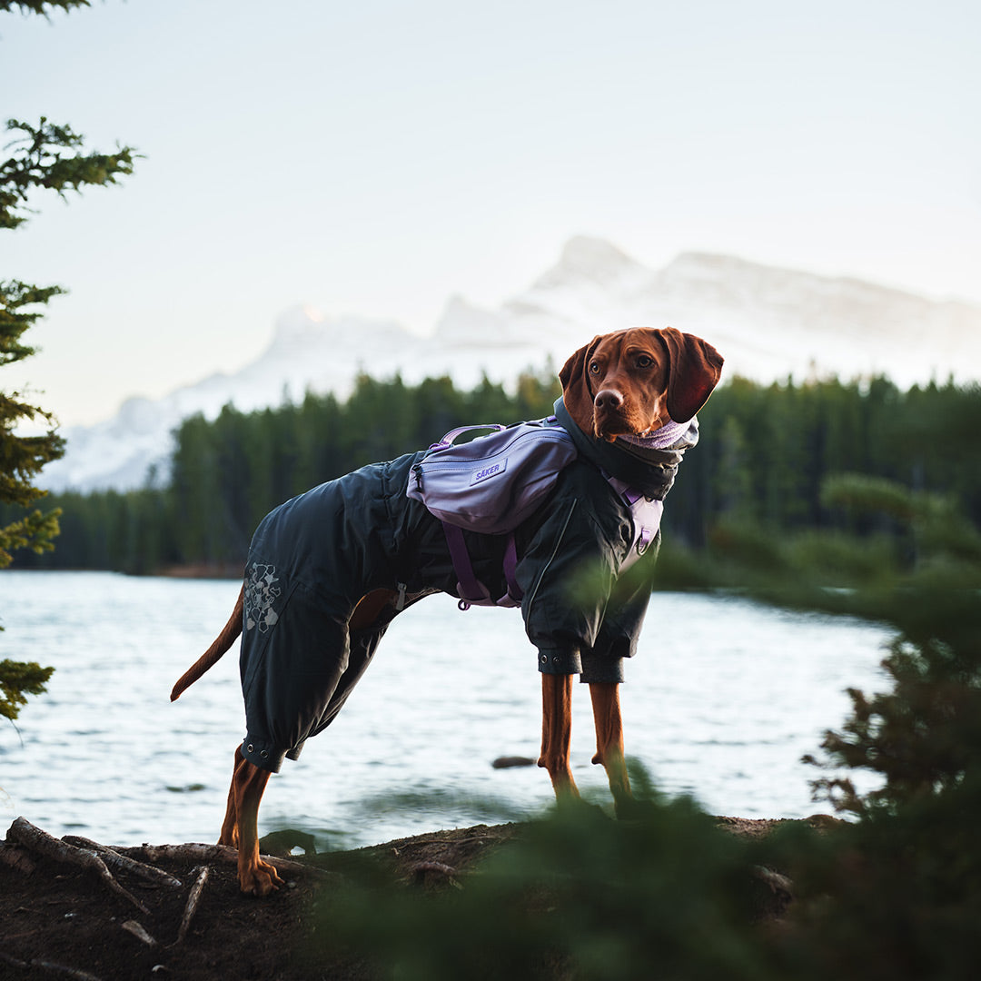 Millie the vizsla posing for the camera with the Säker Muse harness in Lilas with Pouches 001