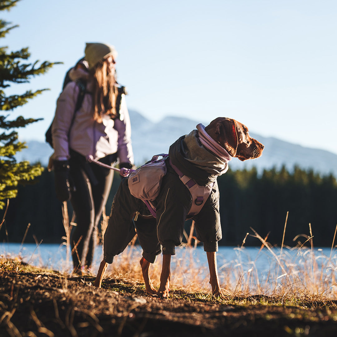 Vizsla wearing the Saker Muse harness in Lilas with the Pouches 001 on each side