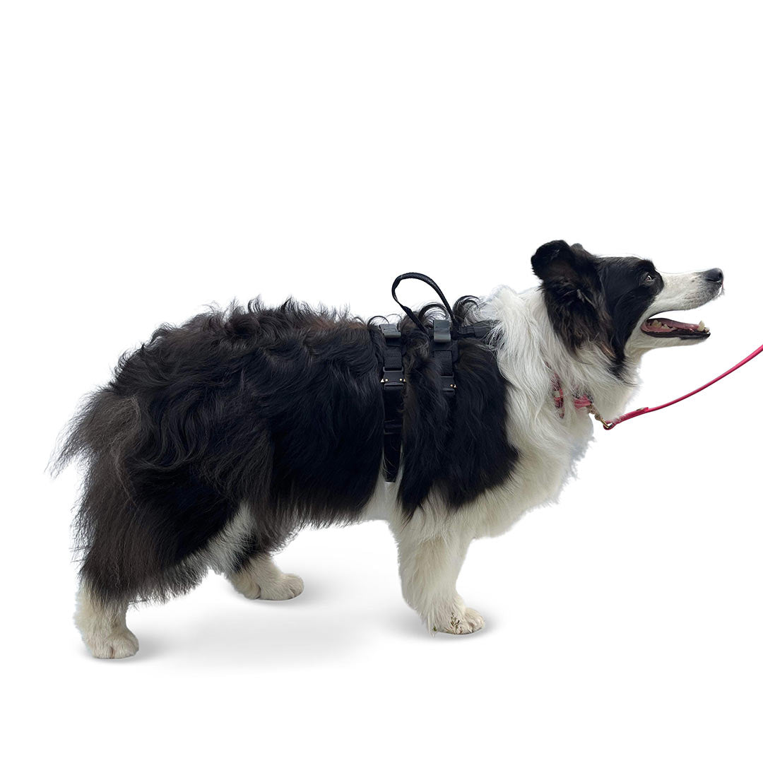 Profile view of a Border Collie dog wearing the Small ascension extended harness in black