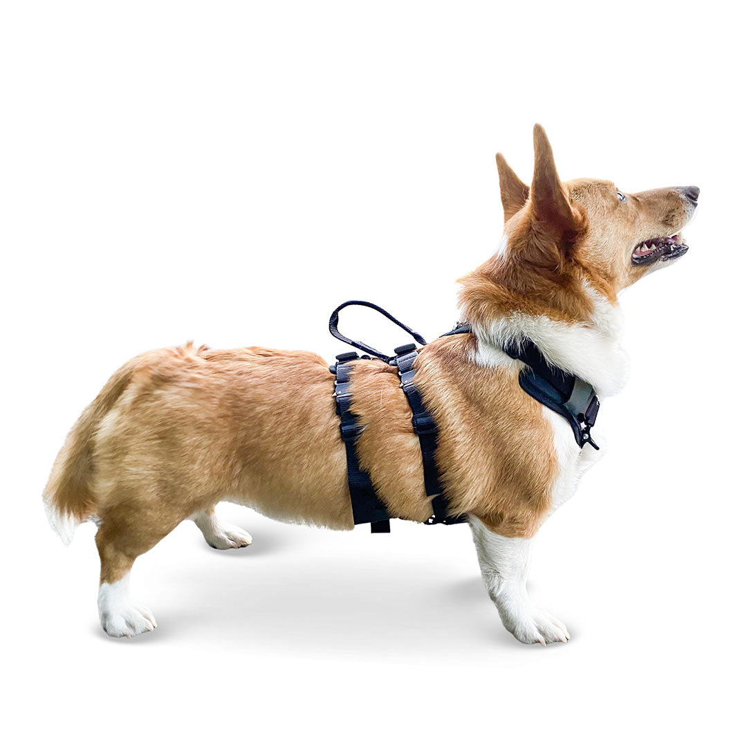 Profile view of a Corgi wearing the small ascension extended harness in black