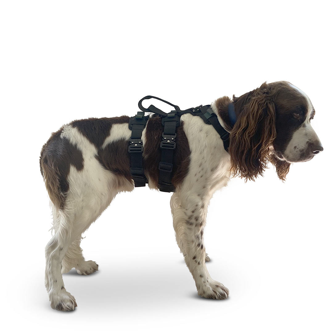 Profile view of a French Spaniel dog wearing the ML Ascension extended harness in black