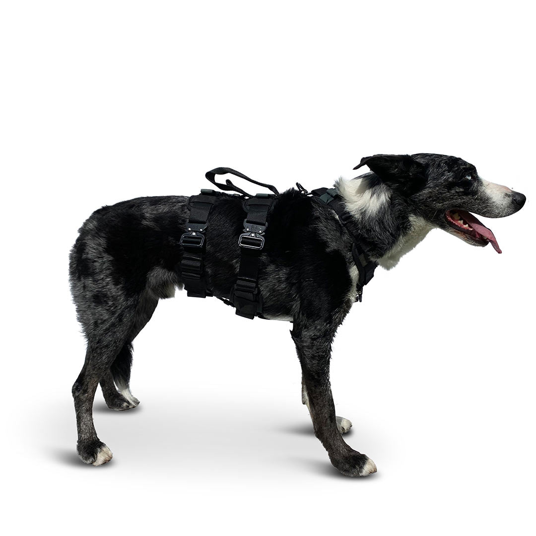 Profile view of a German Koolie dog wearing the ML Ascension extended harness in black