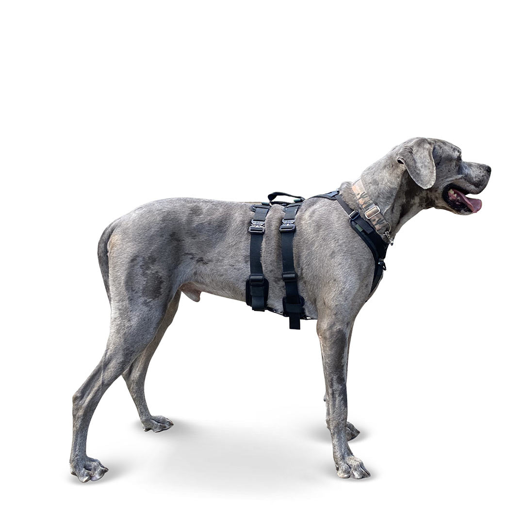 Profile view of a Great Dane wearing the XL Ascension extended harness in black