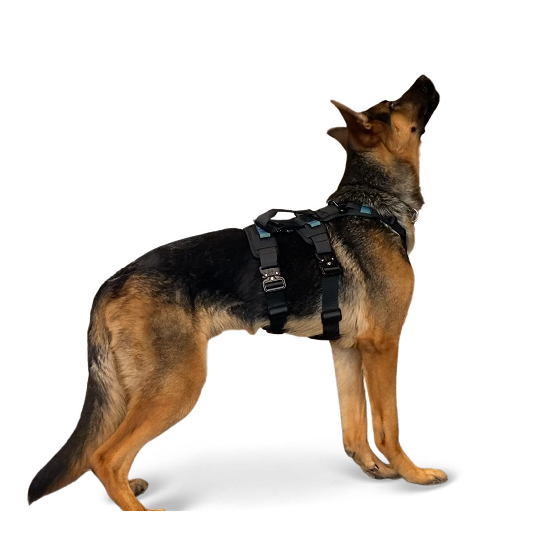 Profile view of a GSD wearing the ML Ascension extended harness in black
