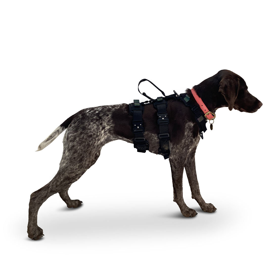 Profile view of a GSP dog wearing the ML Ascension extended harness in black