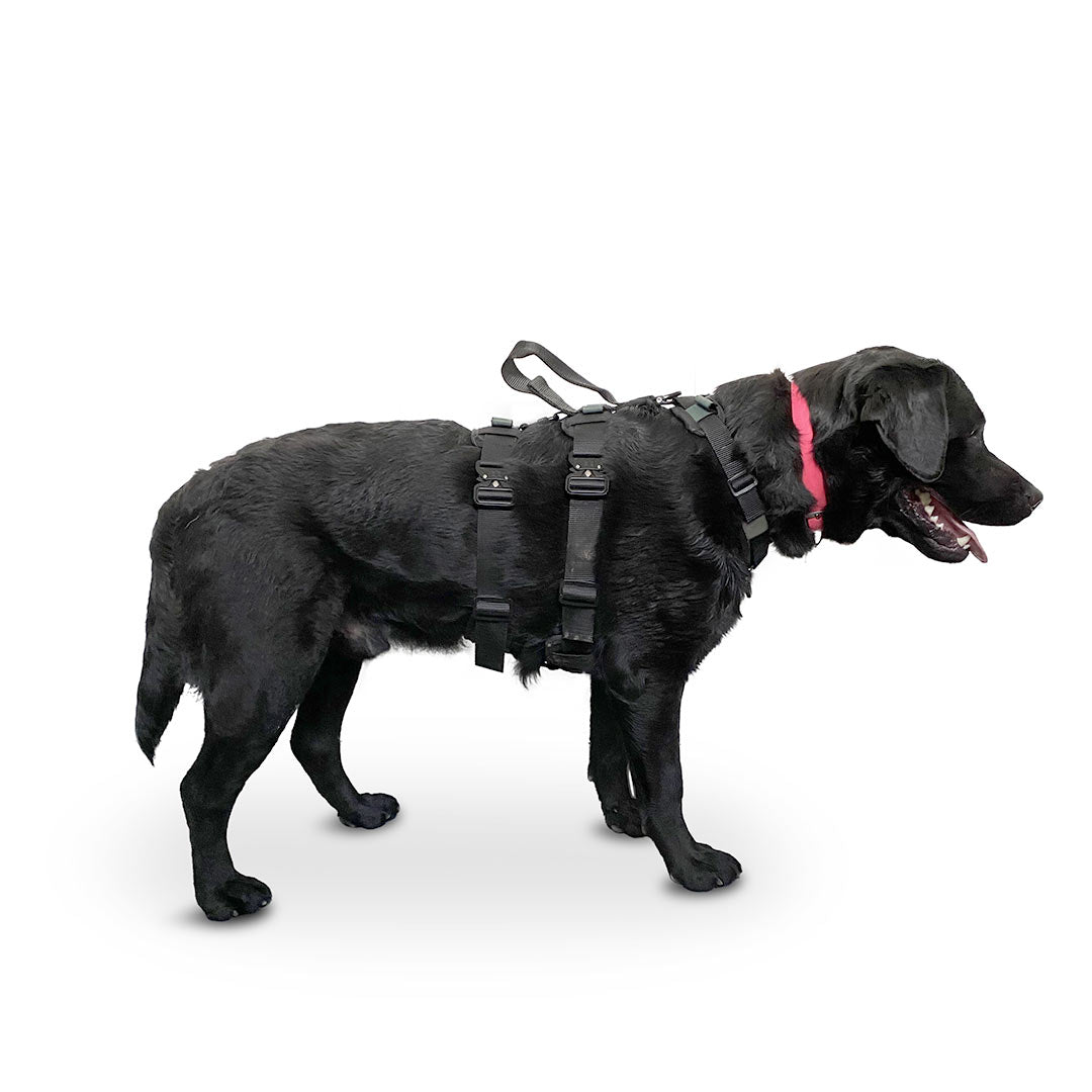 Profile view of a Labrador Retriever wearing the ML Ascension extended harness in black