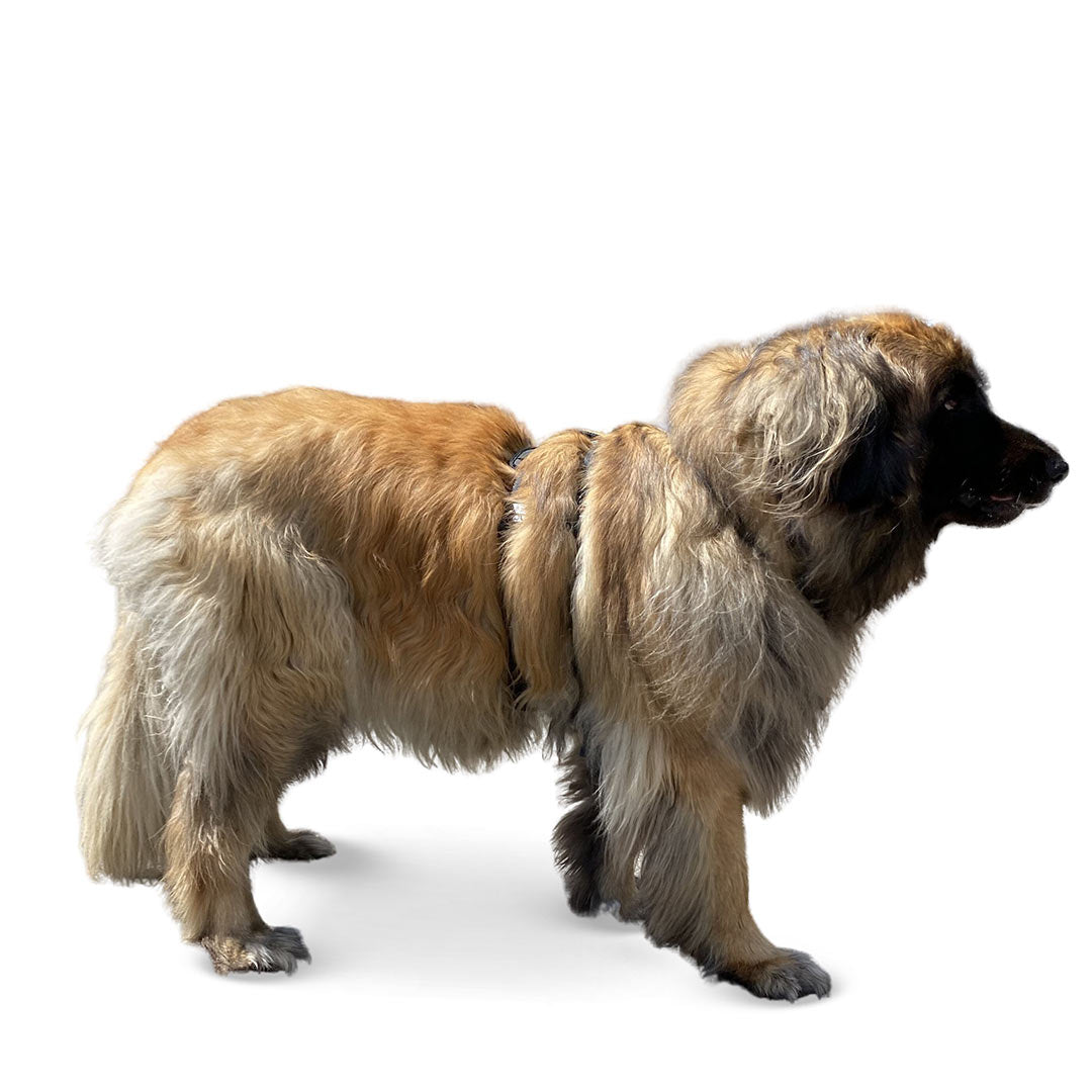 Profile view of a Leonberger dog wearing the XL Ascension extended harness in black