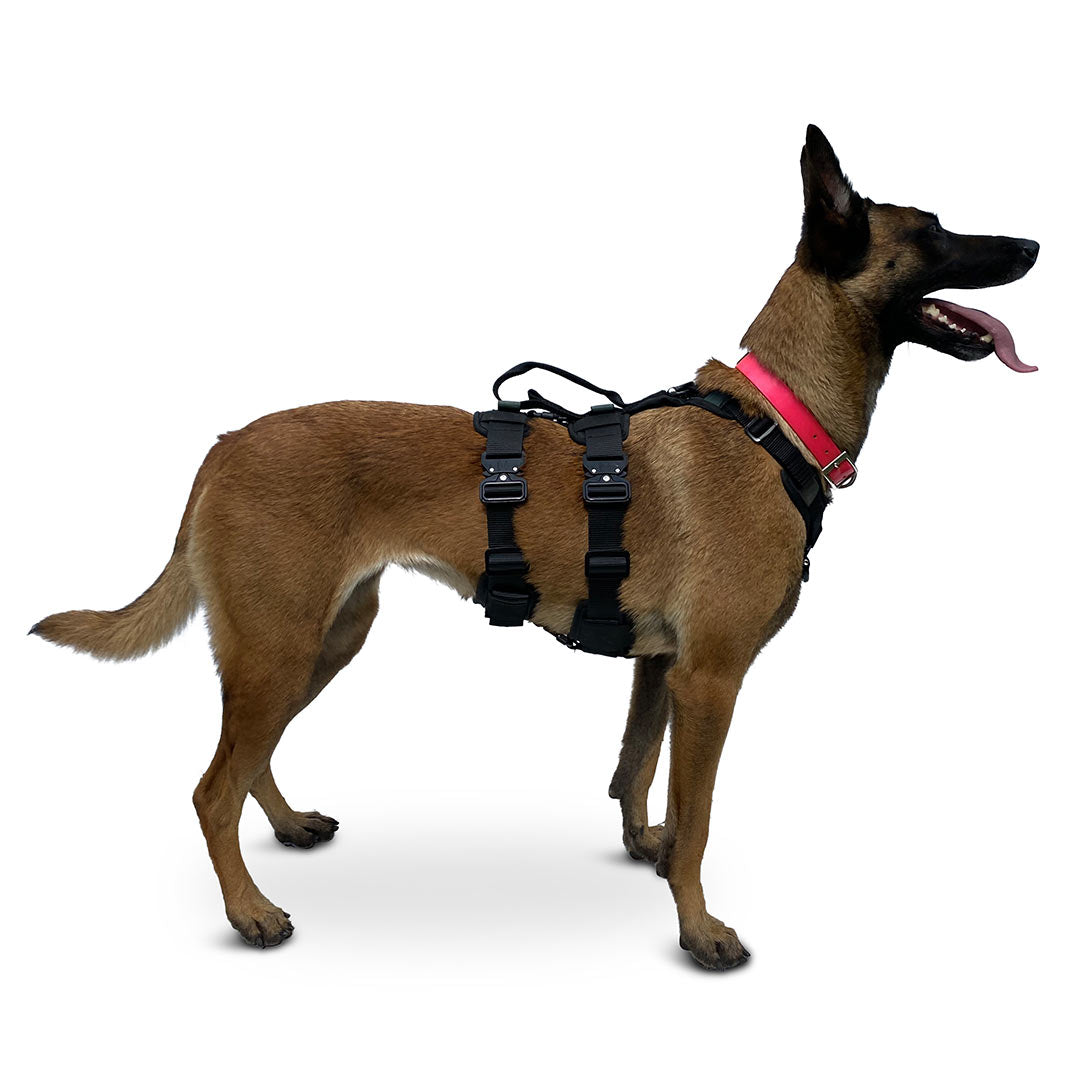 Profile view of a Malinois wearing the ML size ascension extended harness in black