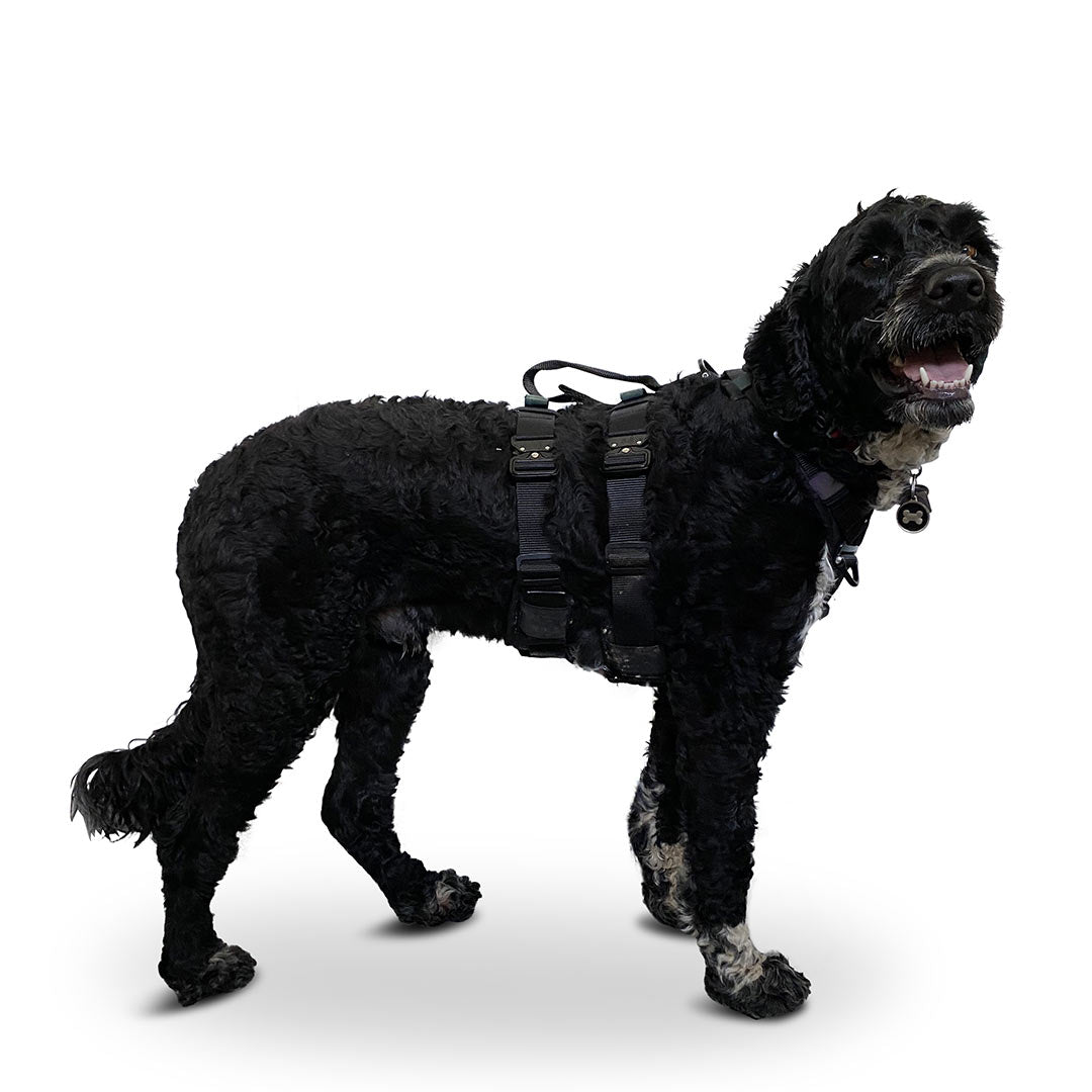 Profile view of a Portuguese Water dog wearing the ML Ascension extended harness in black