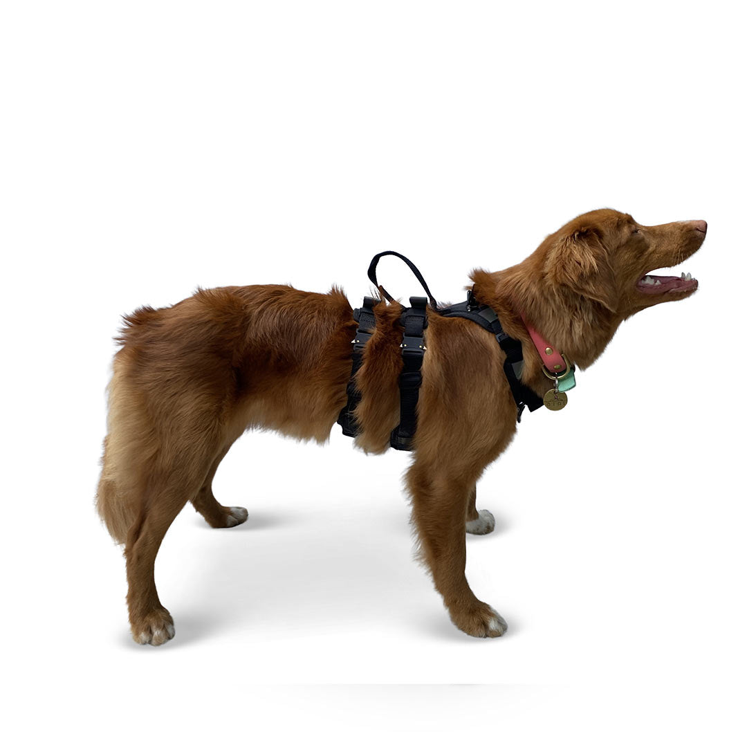 Profile view of a toller wearing the Small ascension extended harness in black