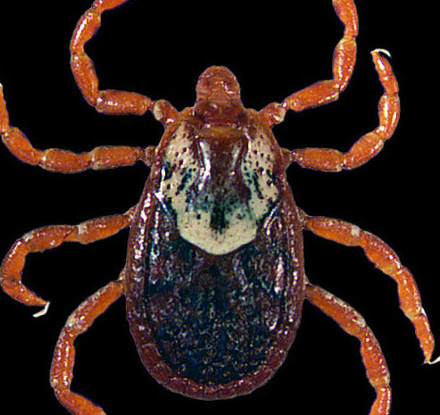 close view of the tocky mountain wood tick female