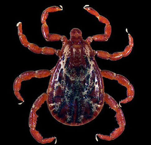 close view of the tocky mountain wood tick male