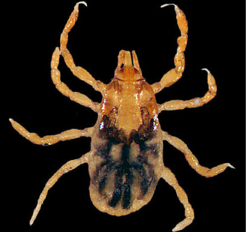 close view of the tocky mountain wood tick nymph