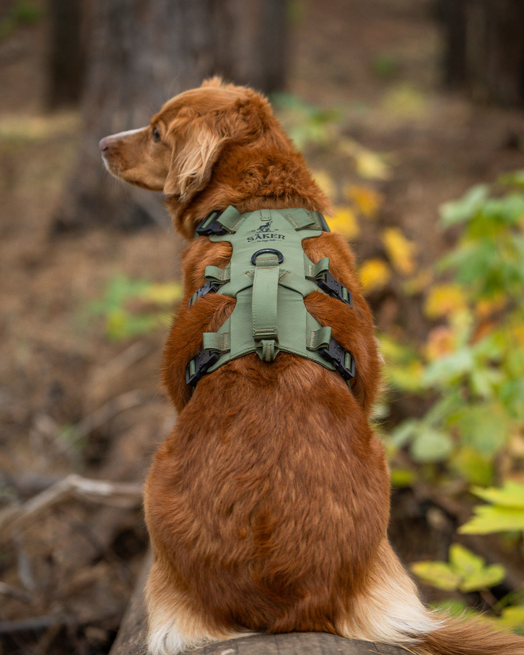 Back view of Maisey, a toller wearing our Muse harness in Trail Green