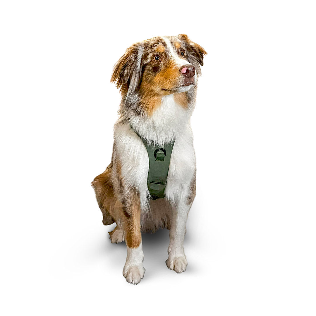 Front view of an Australian Shepherd dog wearing the Muse harness from saker in size small in trail green 