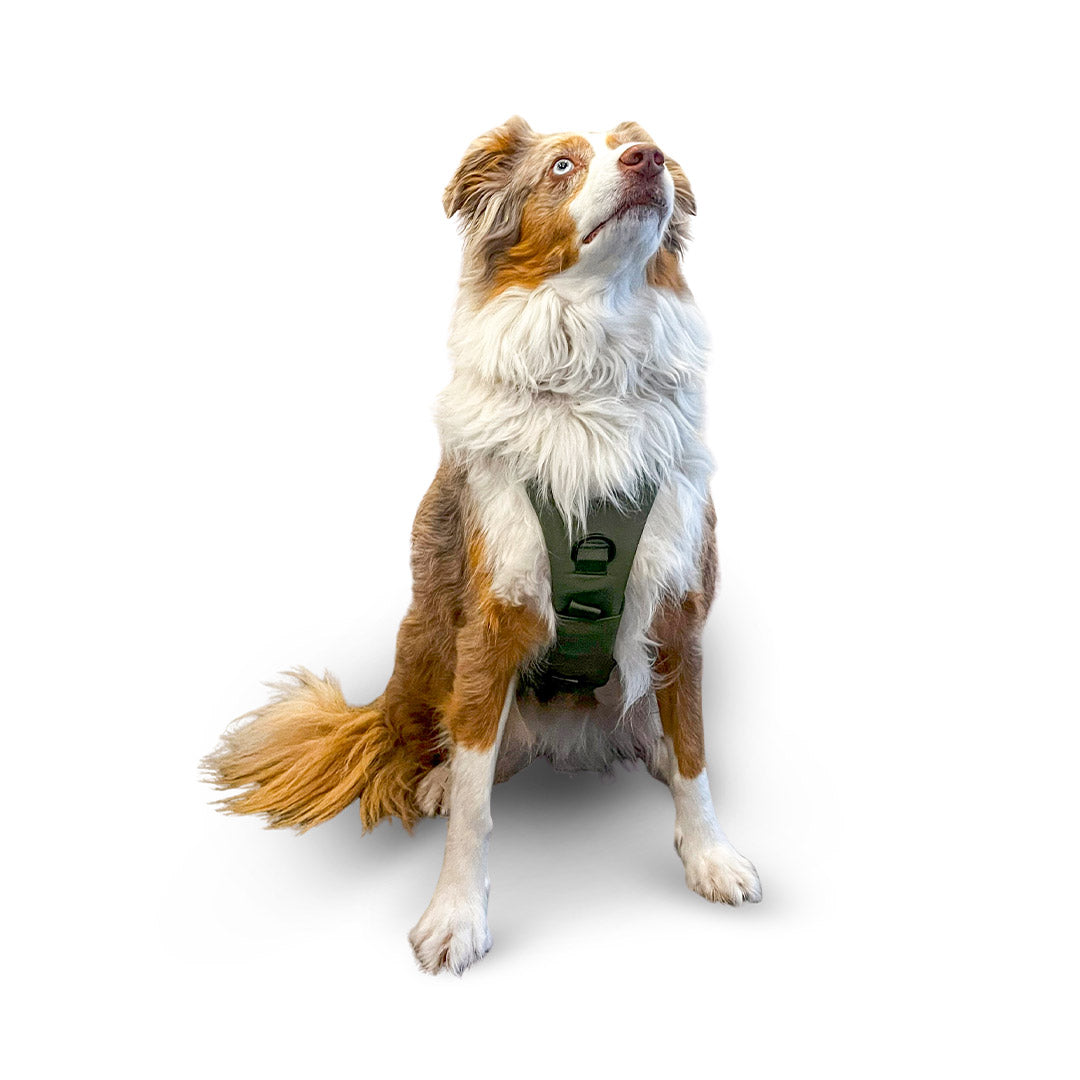 Front view of an Australian Shepherd dog wearing the Muse harness from saker in size small in trail green 