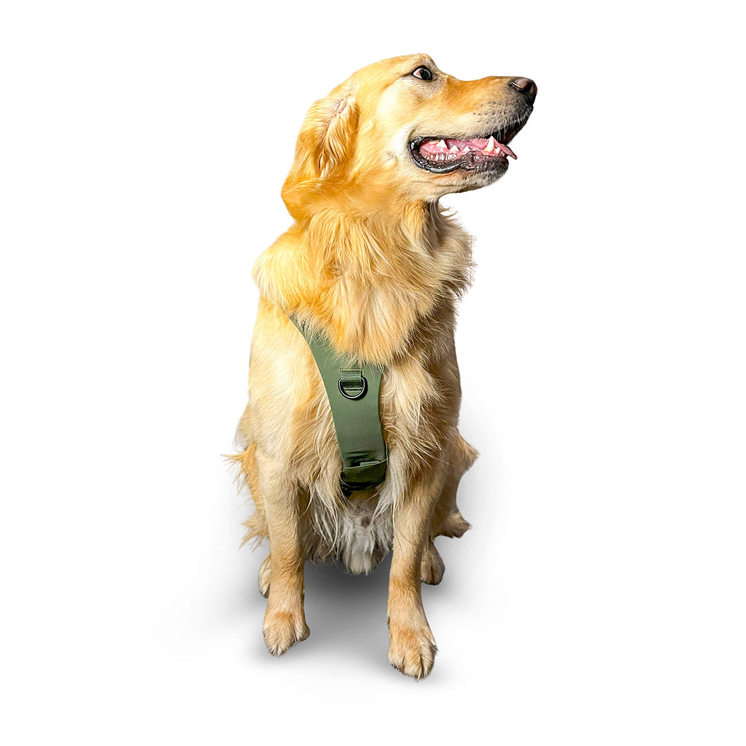 Front view of a golden retriever wearing the Muse harness from saker in size Medium in Trail Green